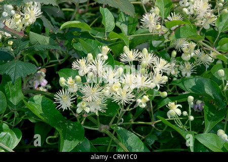 Des Reisenden-JOY Clematis Vitalba (Butterblume) Stockfoto