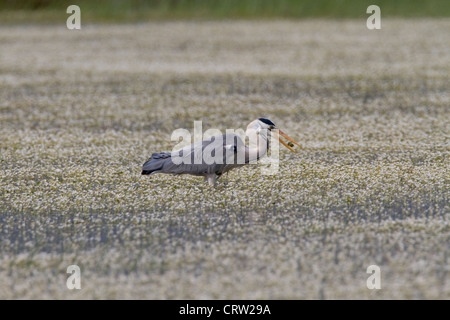 Graue Reiher (Ardea Cinerea) Fütterung Stockfoto