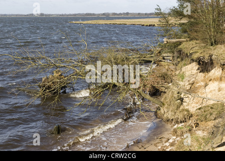 Umstürzenden Baum am Strand Stockfoto