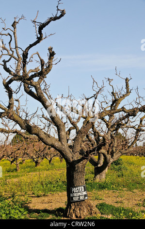 Gelben Senf Blüten in Apricot Orchard Stockfoto