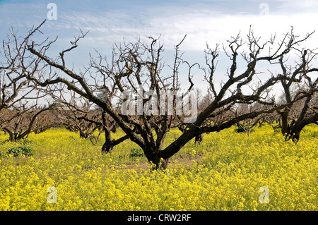 Gelben Senf Blüten in Apricot Orchard Stockfoto