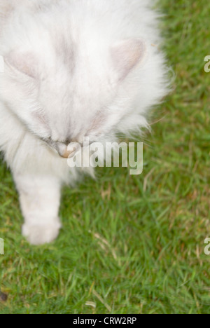 Eine weiße Katze erschossen von oben zu Fuß auf dem Rasen. Stockfoto