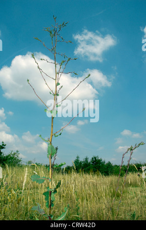 GROßER Salat Lactuca Virosa (Asteraceae) Stockfoto