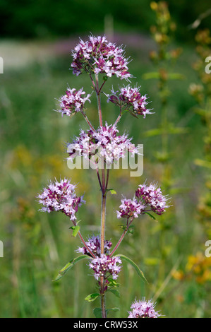 WILDEN Majoran Origanum Vulgare (Lamiaceae) Stockfoto