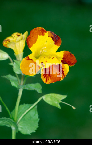 Blut-Tropfen-EMLETS Mimulus Luteus (Scrophulariaceae) Stockfoto