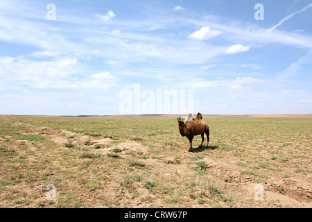 Kamel in der Wüste Gobi Stockfoto