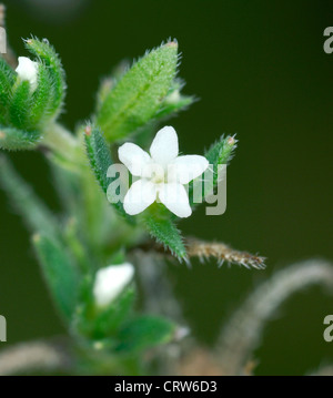 Feld GROMWELL Lithospermum Arvense (Boraginaceae) Stockfoto