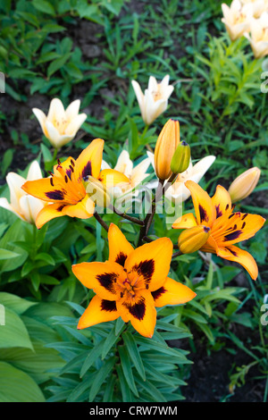 Orange Lilien blühen vor dem Hintergrund der Blätter Stockfoto