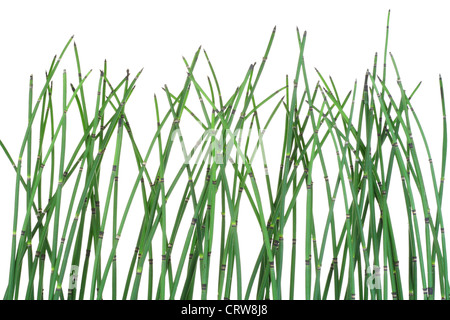 Schachtelhalm Equisetum Hintergrund Stockfoto