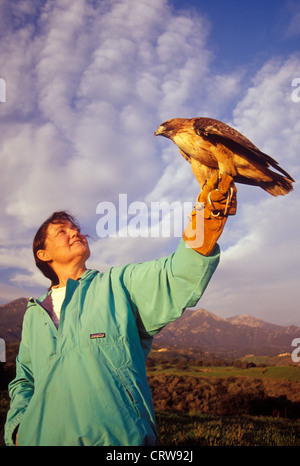 Gabrielle Drozdowski und verkrüppelte rot - angebundener Falke, Buteo Jamaicensis, Santa Barbara, Kalifornien Stockfoto
