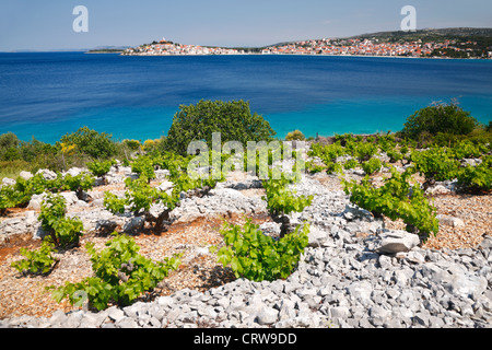 Weinberg in Primosten, Kroatien Stockfoto