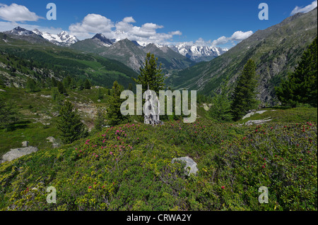 Rhododendren Busch mit der Kette des Mont-Blanc im Hintergrund, Aostatal, Italien Stockfoto