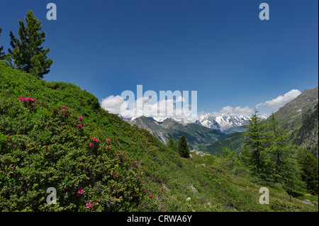 Rhododendren Busch mit der Kette des Mont-Blanc im Hintergrund, Aostatal, Italien Stockfoto