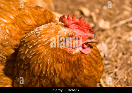 Rote Henne Porträt. Stockfoto