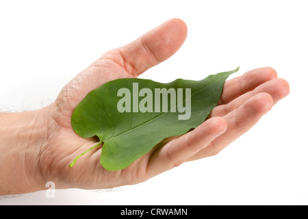 grünes Blatt liegt auf der Handfläche Stockfoto