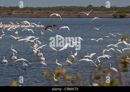 Watvögel versammeln sich in den Untiefen auf Merritt Island National Wildlife Preserve entlang Floridas Space Coast. Stockfoto