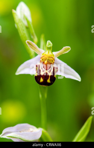 Biene-Orchidee Stockfoto