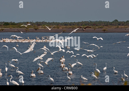 Watvögel versammeln sich in den Untiefen auf Merritt Island National Wildlife Preserve entlang Floridas Space Coast. Stockfoto