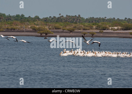 Amerikanische weiße Pelikane versammeln sich am Merritt Island National Wildlife Preserve entlang Floridas Space Coast. Stockfoto