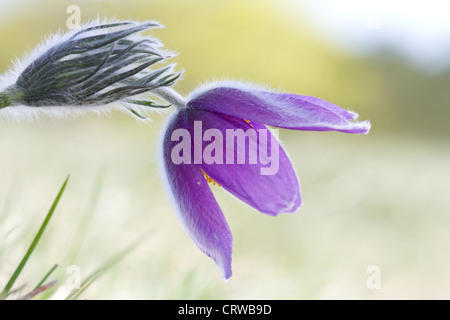 gemeinsamen Kuhschelle Stockfoto