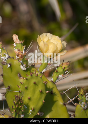 Prickly Pear Cactus Opuntia Stricta an Playalinda Strand entlang Floridas Canaveral National Seashore auf Merritt Island. Stockfoto