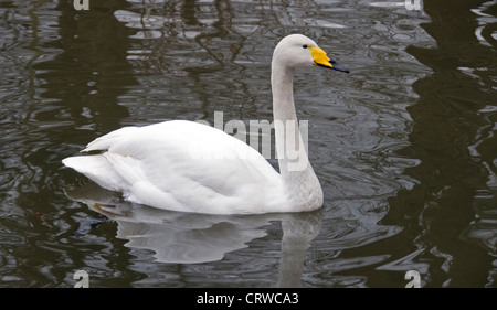 Bewick Schwan mit einem gelben Nase Stockfoto