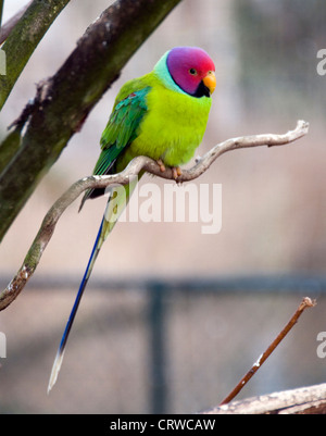 Pflaume leitete Sittich Stockfoto