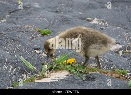 junge Gans Essen Grass als Lebensmittel Stockfoto