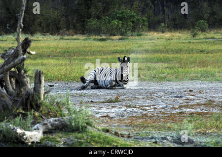 Männlich-Plains Zebra Staub baden Stockfoto