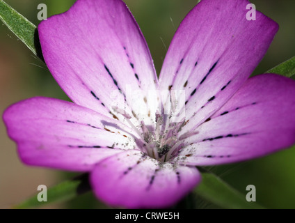 Gemeinsame Corncockle Stockfoto