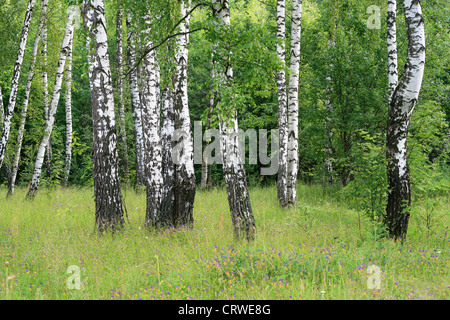 Birken im Sommer Wald Stockfoto