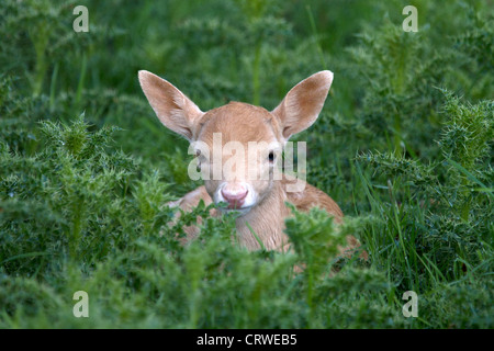 Jungen Damhirsch Dama Dama versteckt in Disteln Stockfoto