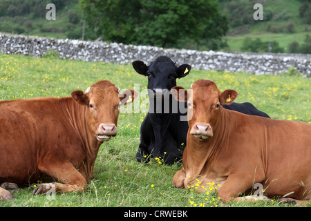 Kühe in einem Feld von Derbyshire Stockfoto