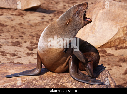 Südafrikanische Fell zu versiegeln, Cape cross, Namibia Stockfoto