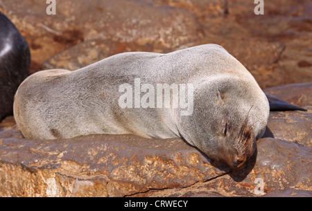 Südafrikanische Fell zu versiegeln, Cape cross, Namibia Stockfoto