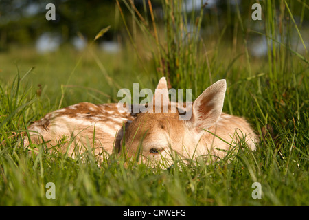 Jungen Damhirsch Dama Dama Gras versteckt Stockfoto