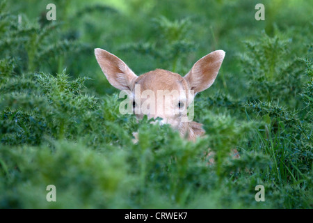 Jungen Damhirsch Dama Dama versteckt in Disteln Stockfoto