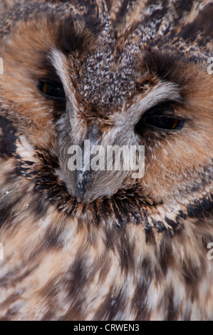 Long-eared Eule (Asio Otus) Porträt Stockfoto