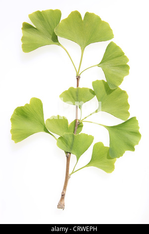 Ginkgo-Blätter Stockfoto