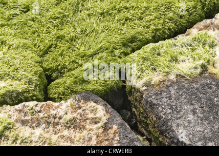 Grünalge und Findlinge Stockfoto