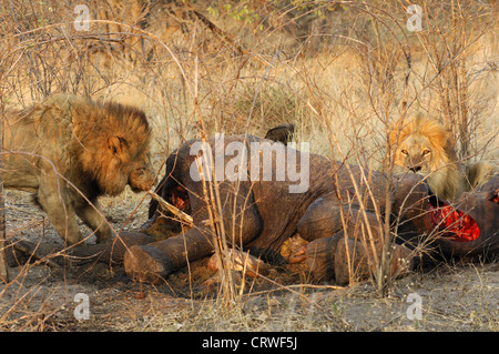 Männlicher Löwe einen getöteten Elefanten essen Stockfoto