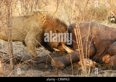 Männlicher Löwe einen getöteten Elefanten essen Stockfoto