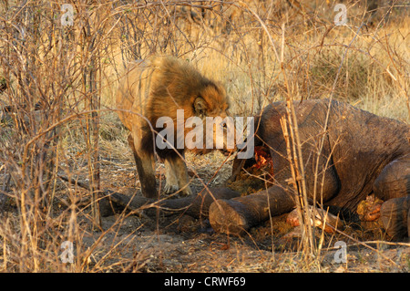 Männlicher Löwe einen getöteten Elefanten essen Stockfoto