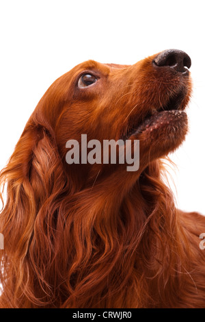 Irish Red Setter Stockfoto