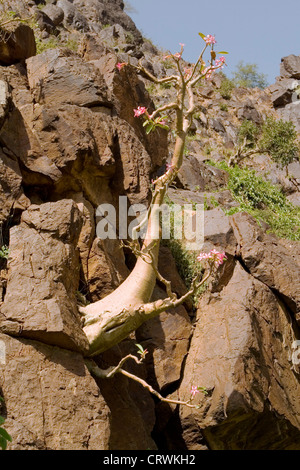 Blühender Flaschenbaum (Adenium Obesum Socotranum) klammerte sich an den Wänden Wadi, Wadi Sara'a, Sana'a, Jemen Stockfoto