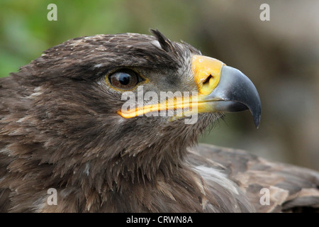 Steppenadler Stockfoto