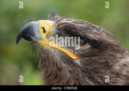 Steppenadler Stockfoto