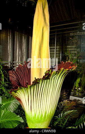 Leiche Blume in voller Blüte Stockfoto