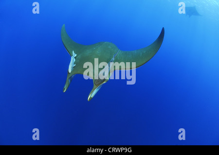 Manta Ray Stockfoto