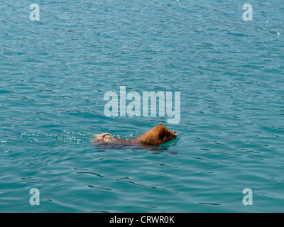 Grown-up rötliche Chow-chow (Songshi Quan) Hund schwimmen in einem Meer in der Nähe von Insel Stockfoto